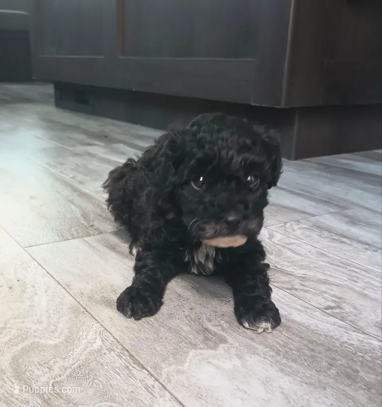 Sky – Poodle - Miniature  puppy for sale in Memphis, MO