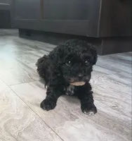 Sky, a female Poodle - Miniature  for sale in Memphis, MO – 1 of 6