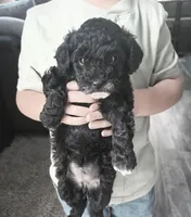 Sky, a female Poodle - Miniature  for sale in Memphis, MO – 3 of 6