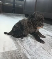 Willow, a female Poodle - Miniature  for sale in Memphis, MO – 3 of 6