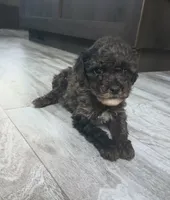 Willow, a female Poodle - Miniature  for sale in Memphis, MO – 1 of 6