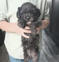 Willow, a female Poodle - Miniature  for sale in Memphis, MO – 2 of 6
