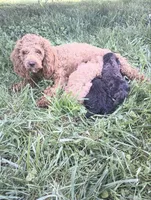 Willow, a female Poodle - Miniature  for sale in Memphis, MO – 6 of 6
