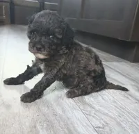 Willow, a female Poodle - Miniature  for sale in Memphis, MO – 4 of 6