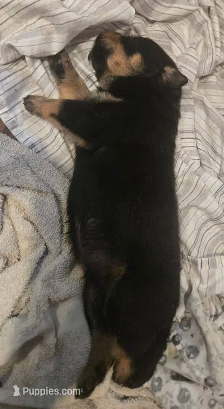 Girl – Rottweiler puppy for sale in Santa Ana, CA