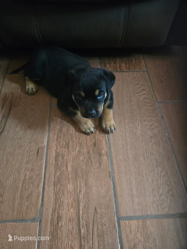 Girl – Rottweiler puppy for sale in Santa Ana, CA