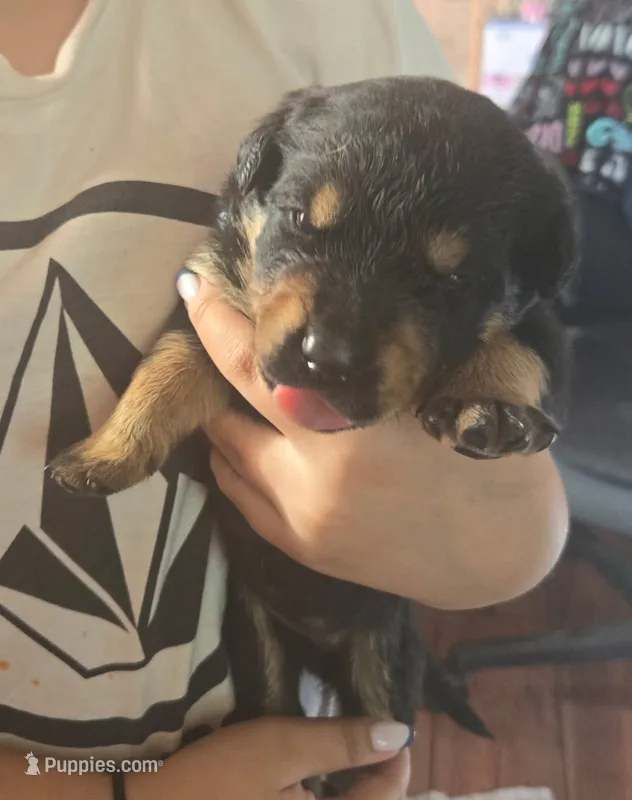 Boy – Rottweiler puppy for sale in Santa Ana, CA