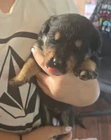 Boy, a male Rottweiler for sale in Santa Ana, CA – 1 of 3