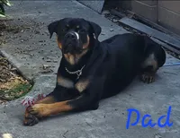 Boy, a male Rottweiler for sale in Santa Ana, CA – 2 of 3