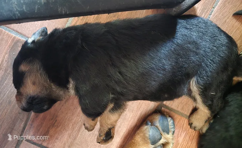 Girl – Rottweiler puppy for sale in Santa Ana, CA