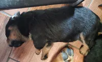 Girl, a female Rottweiler for sale in Santa Ana, CA – 1 of 3