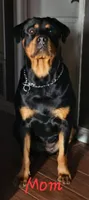 Girl, a female Rottweiler for sale in Santa Ana, CA – 3 of 3