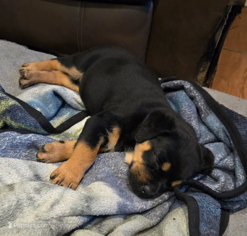 Girl – Rottweiler puppy for sale in Santa Ana, CA