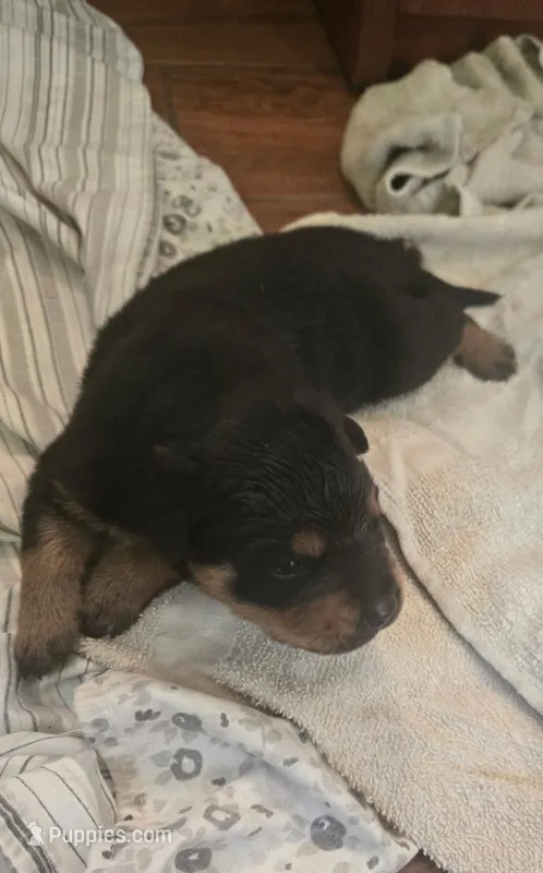 Boy – Rottweiler puppy for sale in Santa Ana, CA