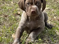 Little Boy, a male German Shorthaired Pointer for sale in Gulfport, MS – Photo 3 of 7
