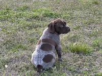 Little Boy, a male German Shorthaired Pointer for sale in Gulfport, MS – Photo 6 of 7