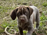 Little Boy, a male German Shorthaired Pointer for sale in Gulfport, MS – Photo 2 of 7