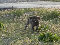 Little Boy, a male German Shorthaired Pointer for sale in Gulfport, MS – Photo 4 of 7