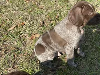 Little Boy, a male German Shorthaired Pointer for sale in Gulfport, MS – Photo 5 of 7