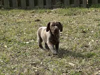 Little Boy, a male German Shorthaired Pointer for sale in Gulfport, MS – Photo 7 of 7