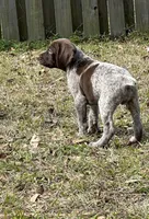 Big Boy, a male German Shorthaired Pointer for sale in Gulfport, MS – Photo 2 of 8