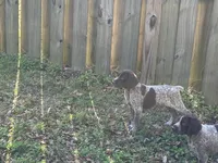 Big Boy, a male German Shorthaired Pointer for sale in Gulfport, MS – Photo 3 of 8