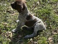 Big Boy, a male German Shorthaired Pointer for sale in Gulfport, MS – Photo 4 of 8