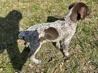 Big Boy, a male German Shorthaired Pointer for sale in Gulfport, MS – Photo 5 of 8