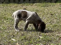 Big Boy, a male German Shorthaired Pointer for sale in Gulfport, MS – Photo 7 of 8