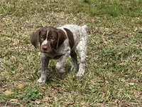 Big Boy, a male German Shorthaired Pointer for sale in Gulfport, MS – Photo 6 of 8