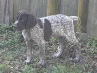 Big Boy, a male German Shorthaired Pointer for sale in Gulfport, MS – Photo 1 of 8