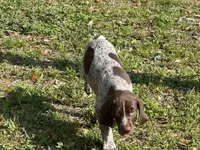Big Boy, a male German Shorthaired Pointer for sale in Gulfport, MS – Photo 8 of 8