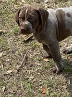 Big Girl, a female German Shorthaired Pointer for sale in Gulfport, MS – Photo 7 of 7
