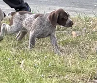 Big Girl, a female German Shorthaired Pointer for sale in Gulfport, MS – Photo 2 of 7