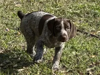 Big Girl, a female German Shorthaired Pointer for sale in Gulfport, MS – Photo 3 of 7