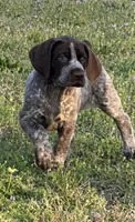 Big Girl, a female German Shorthaired Pointer for sale in Gulfport, MS – Photo 1 of 7