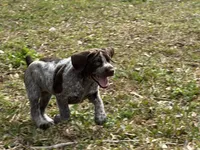 Big Girl, a female German Shorthaired Pointer for sale in Gulfport, MS – Photo 5 of 7