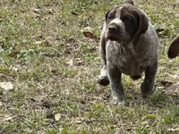 Big Girl, a female German Shorthaired Pointer for sale in Gulfport, MS – Photo 6 of 7