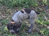 Big Girl, a female German Shorthaired Pointer for sale in Gulfport, MS – Photo 4 of 7