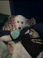 Honey, a female Goldendoodle for sale in Baltimore, MD – Photo 4 of 8