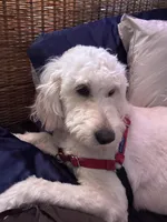 Honey, a female Goldendoodle for sale in Baltimore, MD – Photo 2 of 8