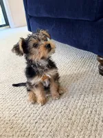 Odie, a male Yorkshire Terrier for sale in Glen Allen, VA – 3 of 4
