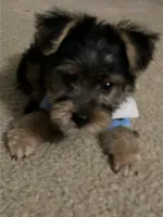Odie, a male Yorkshire Terrier for sale in Glen Allen, VA – 2 of 4