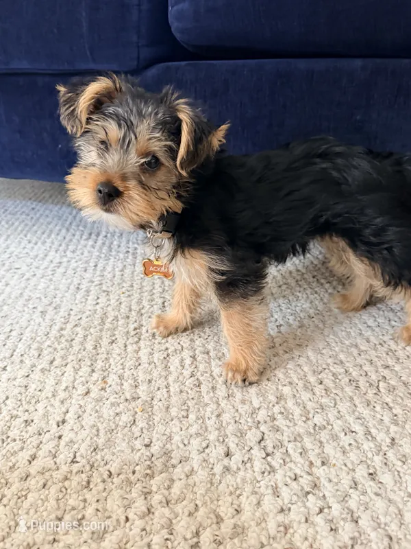 Odie – Yorkshire Terrier puppy for sale in Glen Allen, VA