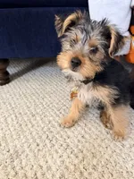 Odie, a male Yorkshire Terrier for sale in Glen Allen, VA – 4 of 4