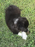 Demi Lil Rose , a female Miniature American Shepherd for sale in Williams, IN – 4 of 8