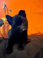 Ivy's Slick , a male Schipperke for sale in Williams, IN – 6 of 8