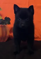 Ivy's Sly, a male Schipperke for sale in Williams, IN – 10 of 10