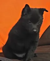 Ivy's Slick , a male Schipperke for sale in Williams, IN – 2 of 8