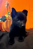 Ivy's Slick , a male Schipperke for sale in Williams, IN – 4 of 8
